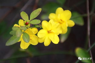 家養花卉大全 適合家養的138種花卉圖片 3