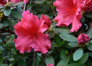 家養花卉大全 適合家養的138種花卉圖片 2