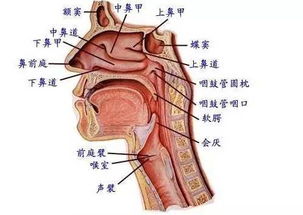 仙家開嘴竅有什么癥狀 仙家打竅喉嚨感覺 1
