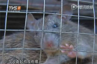 捉到老鼠后放生還是殺死 4