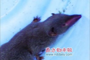 捉到老鼠后放生還是殺死