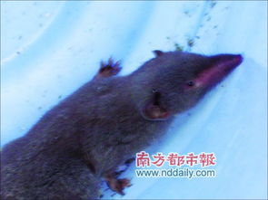 捉到老鼠后放生還是殺死 1