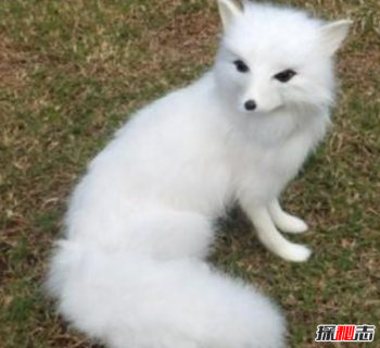 家里供奉狐仙好不好?帶狐仙的人有什么特征 5