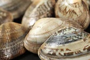 什么是雙頭鮑魚 雙頭鮑和單頭鮑的區(qū)別