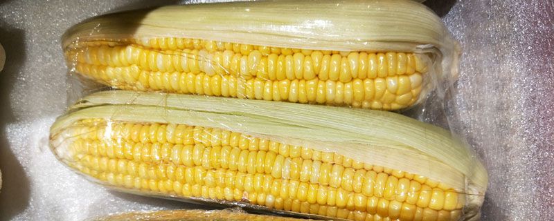 玉米放了一夜還能吃嗎 玉米煮完第二天還能吃嗎 1