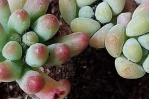 多肉植物布丁好養嗎