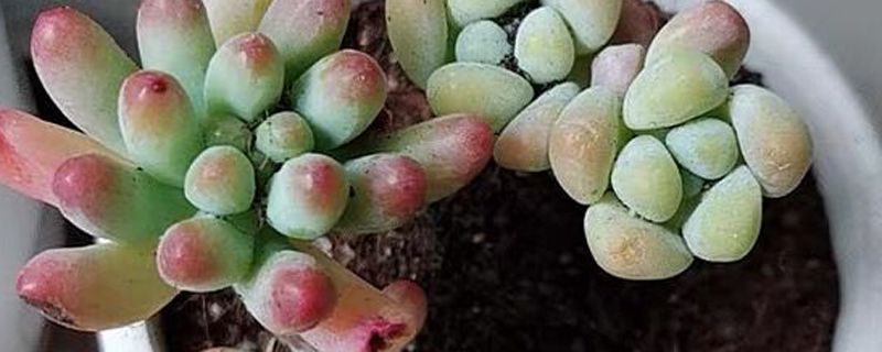 多肉植物布丁好養嗎 1