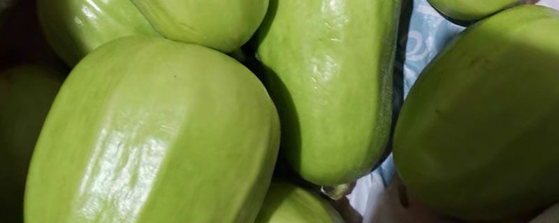 西葫蘆籽能吃嗎?西葫蘆最佳吃法 1