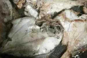 黃金帶魚和普通帶魚有什么區別嗎