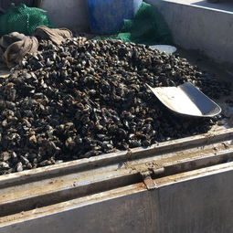 安康魚好不好 安康魚為什么那么便宜 2