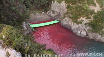 海豚灣地理位置 海豚灣在哪個(gè)地方 2