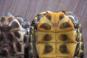 中華草龜怎么分公母圖解 分辨起來很簡單