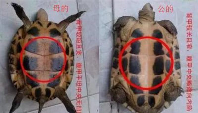 中華草龜怎么分公母圖解 分辨起來很簡單 3