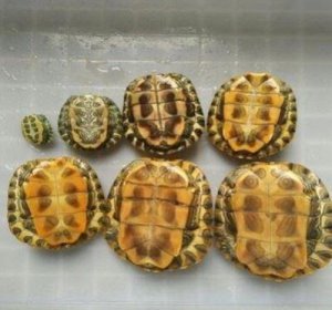 中華草龜怎么分公母圖解 分辨起來很簡單 2