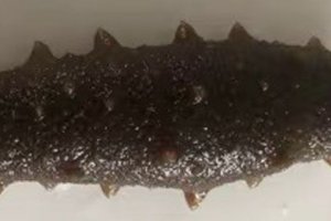 海參有保質期嗎?干海參能存放幾年