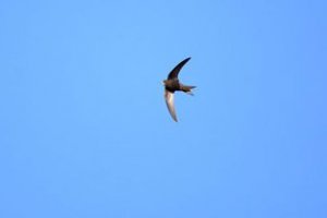 燕子是候鳥還是留鳥?