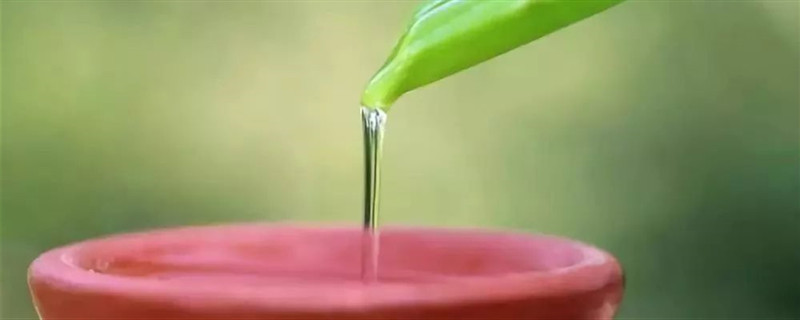 什么樣的蘆薈才可以做美容 3