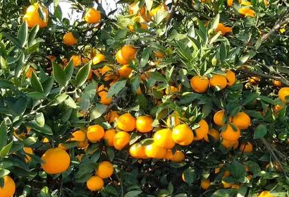 蜜橘什么時(shí)候剪枝 蜜柚的修剪時(shí)間與枝術(shù) 1