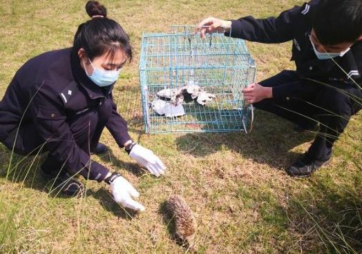 放生哪種動物功德最大 四種靈性動物不能放生 3
