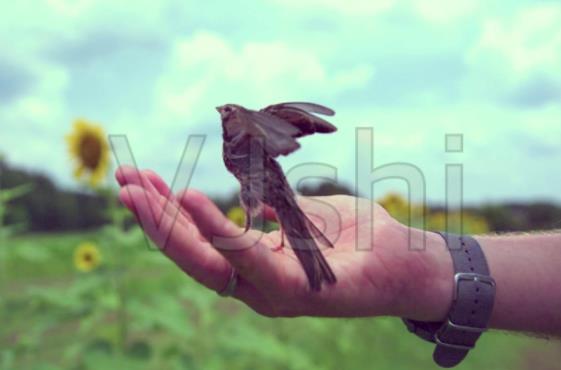 放生哪種動物功德最大 四種靈性動物不能放生 2