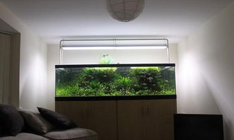魚缸空著好不好 空魚缸放在家里禁忌 1