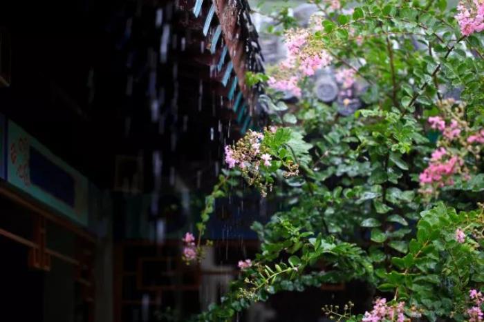 好看的春雨圖片 山東各地春雨圖片太美了 3