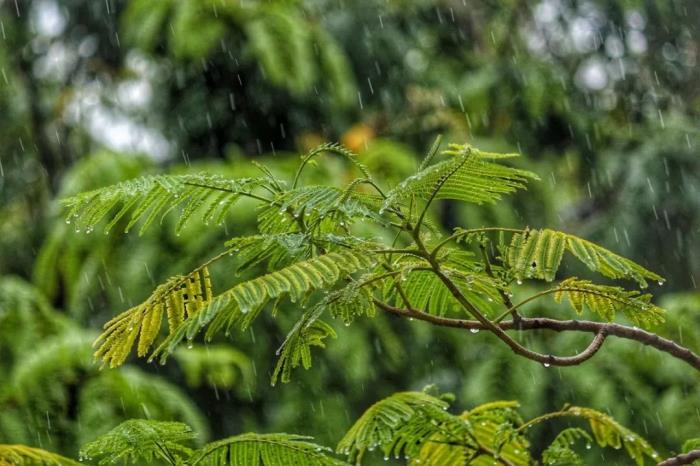 好看的春雨圖片 山東各地春雨圖片太美了 2