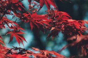 春節的風俗有哪些傳統