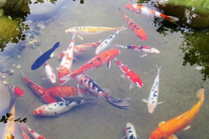 魚的肚子鼓鼓的是怎么回事?