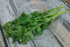 狗不能吃香菜嗎 吃了會怎么樣