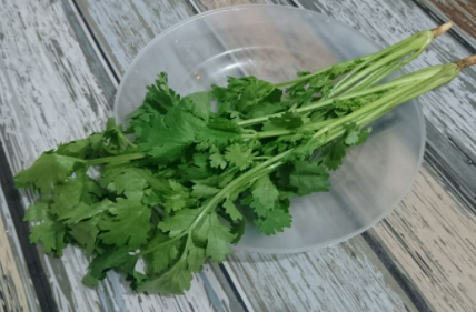 狗不能吃香菜嗎 吃了會(huì)怎么樣 1