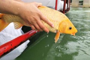 放生魚前要說什么好話 放生不同的魚代表什么