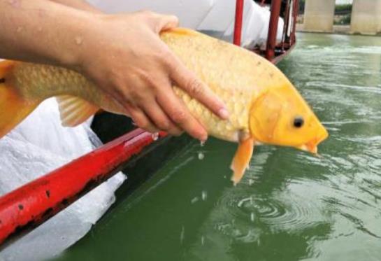 放生魚前要說什么好話 放生不同的魚代表什么 1