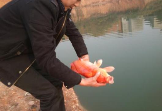 放生魚前要說什么好話 放生不同的魚代表什么 2