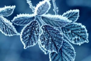 什么樣天氣會下霜 天氣幾度才會下霜