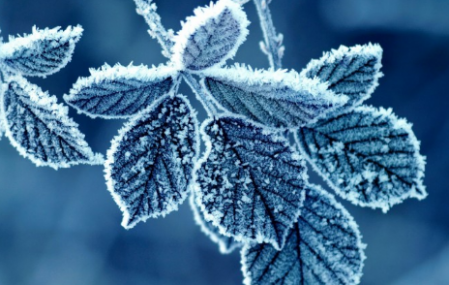 什么樣天氣會下霜 天氣幾度才會下霜 1
