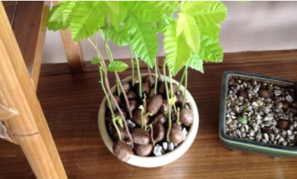 發了芽的板栗可以種嗎 栗子發芽了怎么做盆栽 2