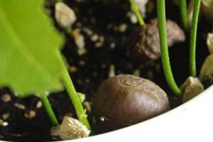 發(fā)了芽的板栗可以種嗎 栗子發(fā)芽了怎么做盆栽