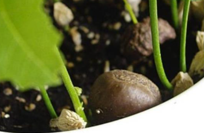 發了芽的板栗可以種嗎 栗子發芽了怎么做盆栽 1