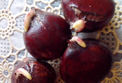 板栗發芽能吃嗎 板栗發芽可以食用嗎 2