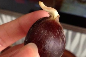 板栗發芽能吃嗎 板栗發芽可以食用嗎