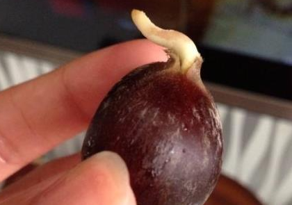 板栗發芽能吃嗎 板栗發芽可以食用嗎 1