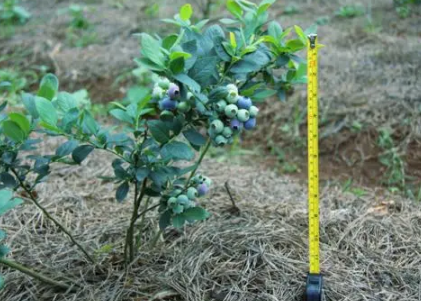 藍莓苗什么時候種植最好 1