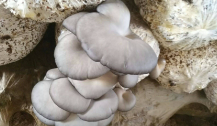 平菇顏色發黑 平菇為什么是黑色的 2