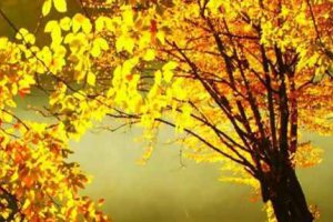 生日在中元節(jié)好不好 中元節(jié)生日的人的八字命運(yùn)