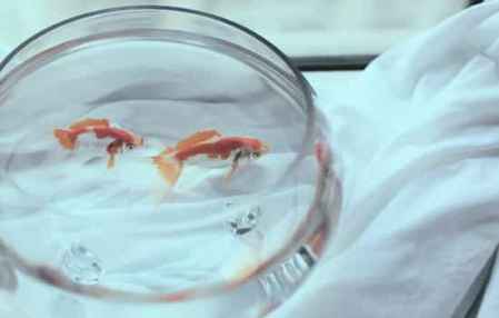 店里面養什么魚招財 招財風水魚的分類知識 3
