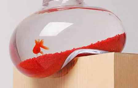 店里面養什么魚招財 招財風水魚的分類知識 2