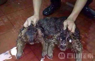 真正的水猴子長什么樣子 水猴子圖片 2