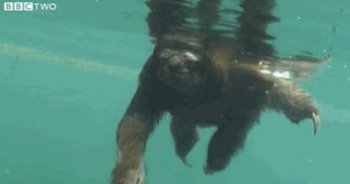 真正的水猴子長什么樣子 水猴子圖片 3