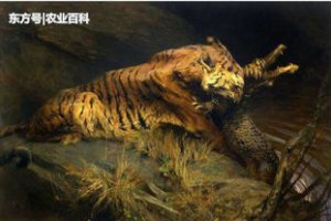 鱷魚最怕的五種動物主要是哪些?